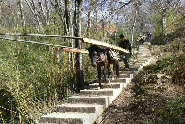 Even 5Metre re-bar travels by pony to Sanguanmiao